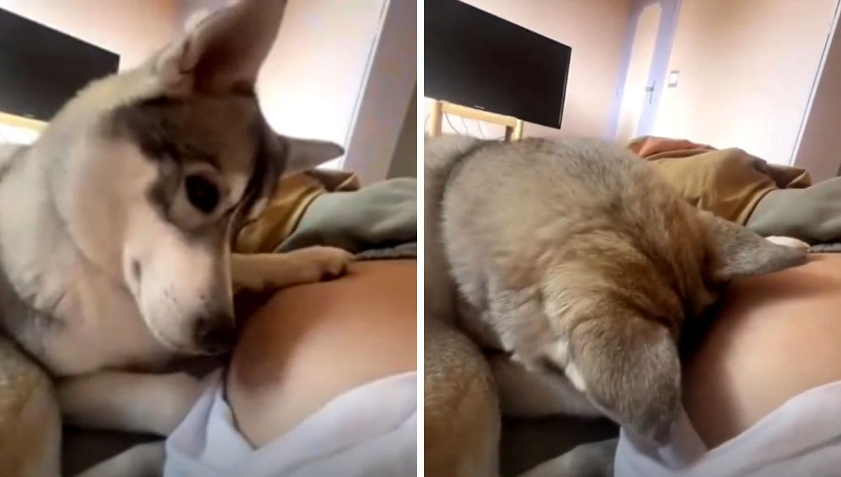 VIDEO: Así fue la reacción de un perro al saber que su dueña embarazada