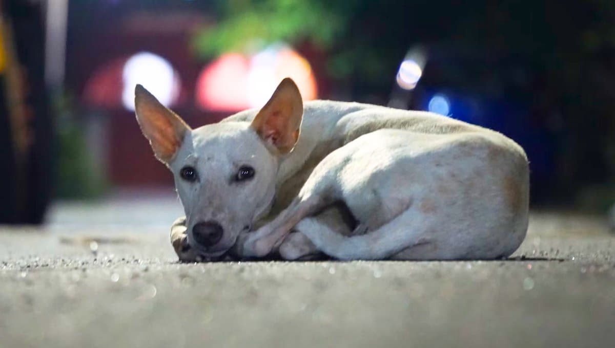Perro regresa a su casa 9 años después y confirma que los milagros existen