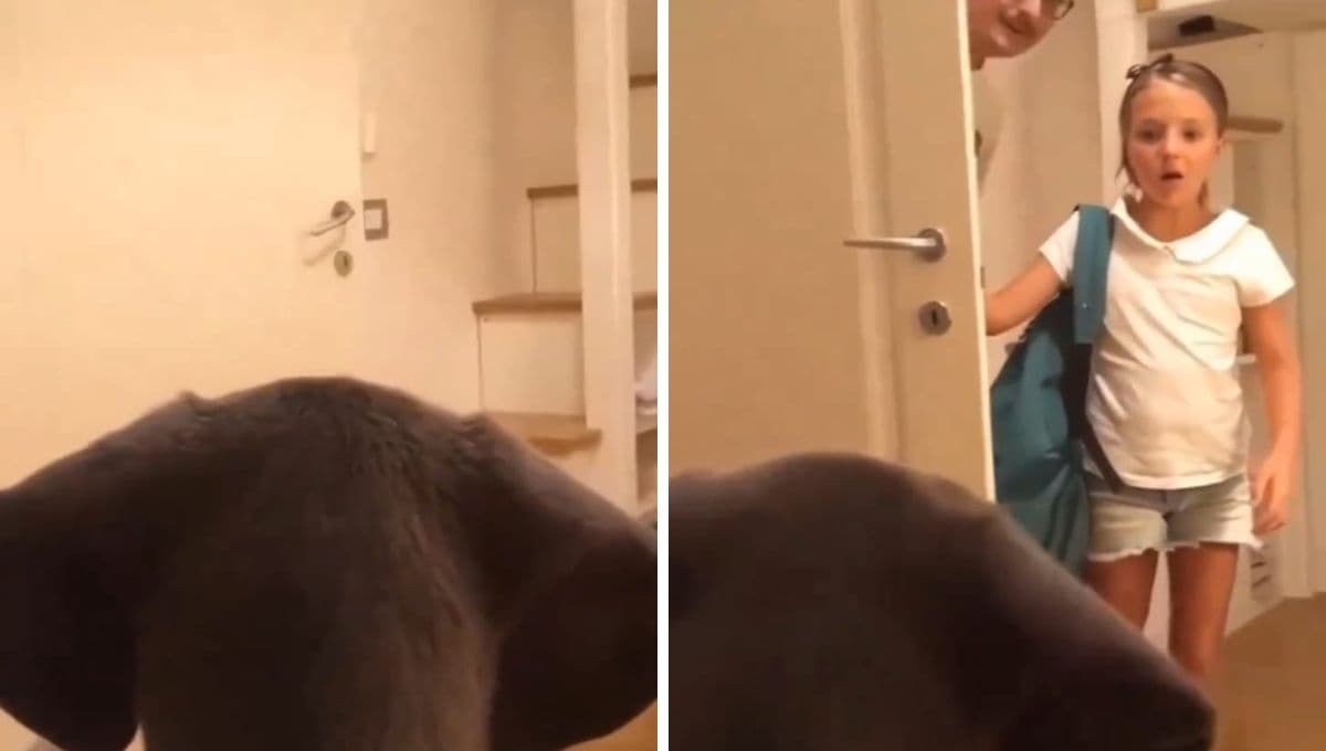 La emotiva reacción de un niña tras recibir a un perro como regalo