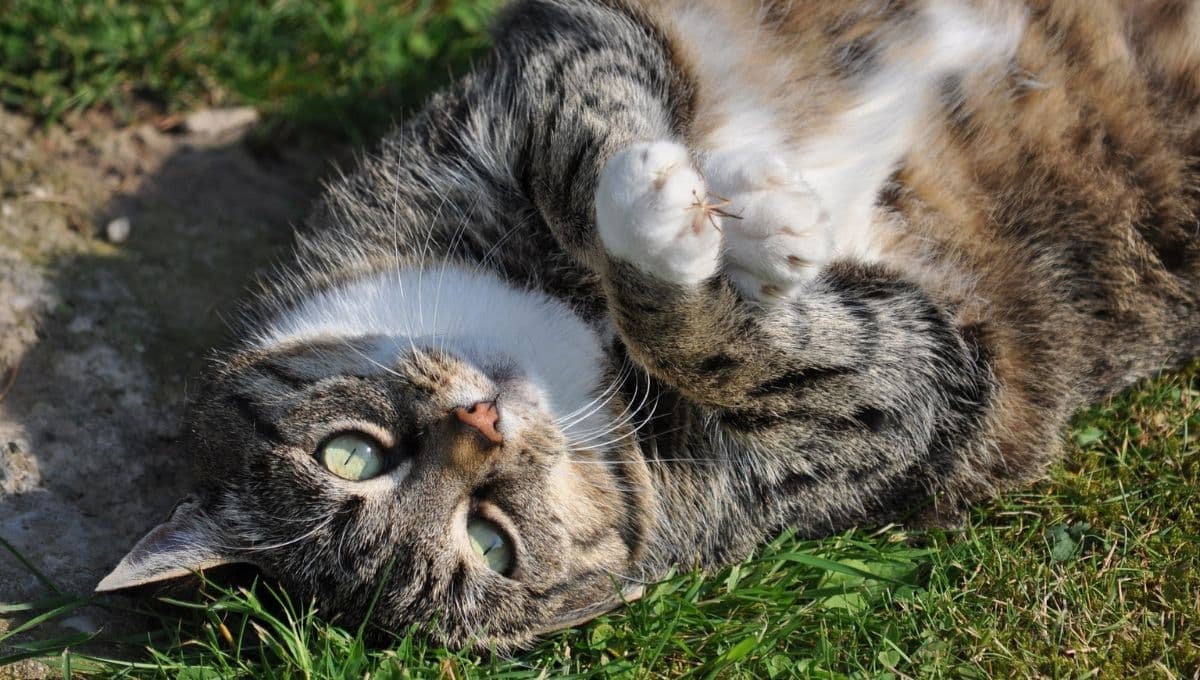 ¿Cómo saber si mi gato tiene sobrepeso?