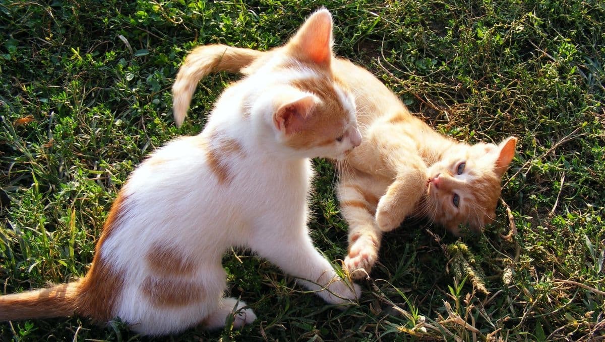 El truco para cuidar a un gato bebé hasta que crezca