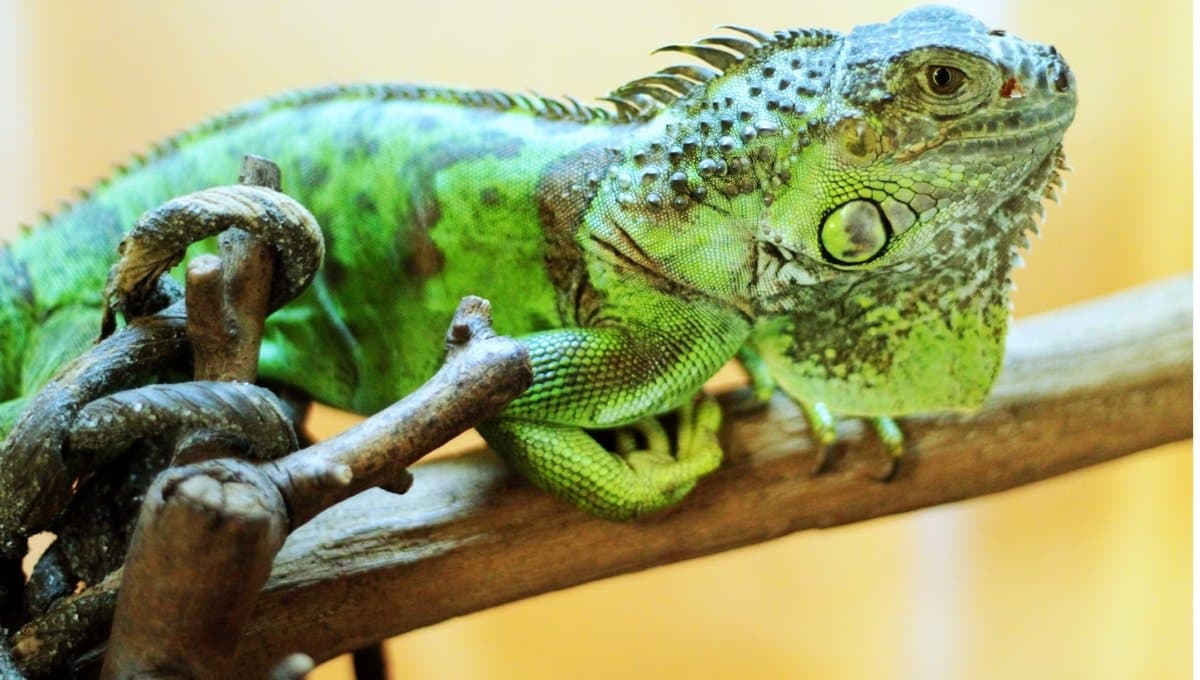 Las cosas que debes saber si quieres una iguana como mascota