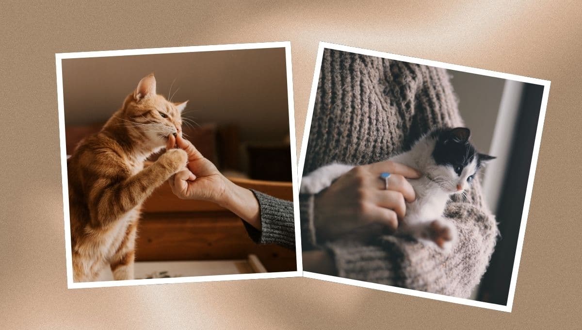 Alarga la vida de tu gato con estos tips de veterinarios