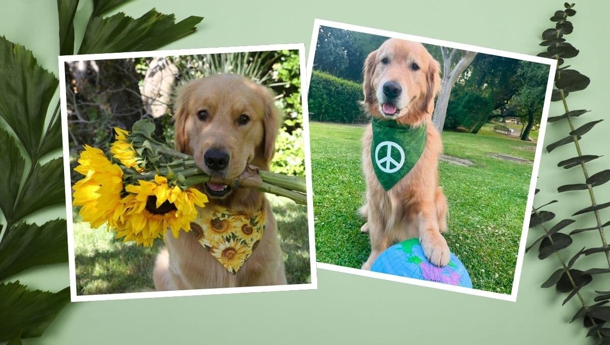 Conoce al perro que apoya al equipo de Estados Unidos en los Juegos Olímpicos de París