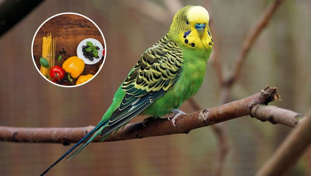 ¿Qué alimentos NO pueden comer los pericos?