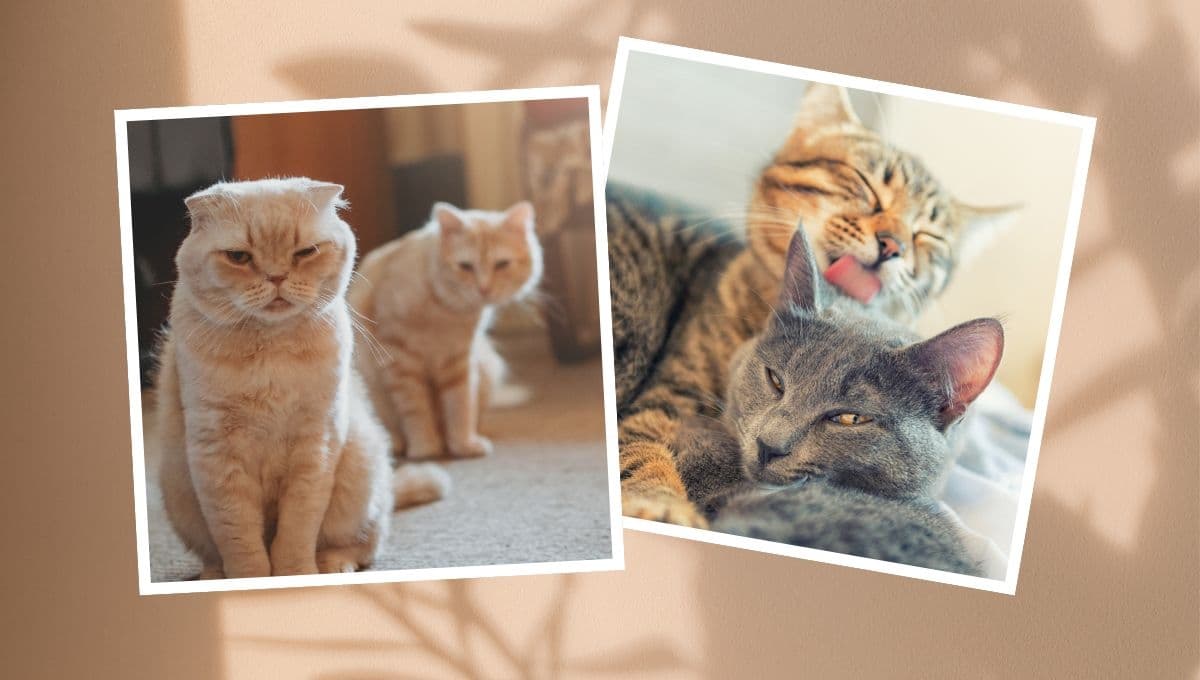 ¿Por qué es bueno tener dos gatos en casa, según la psicología?