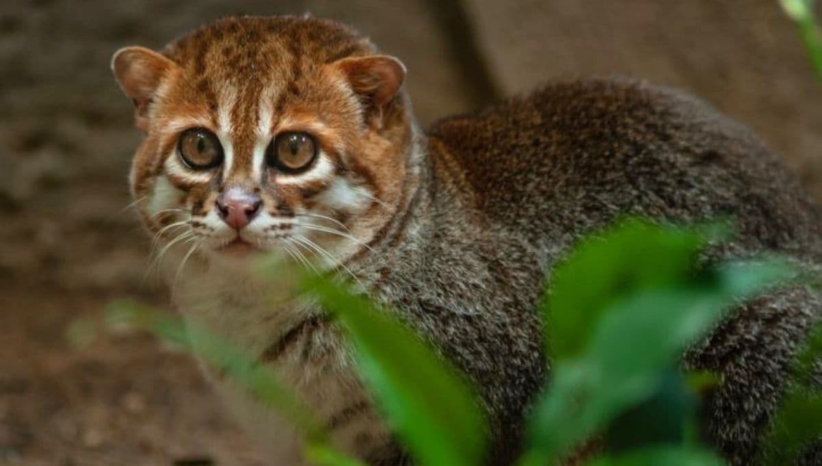Gato de cabeza plana: ¿Cómo es la raza y por qué es única?