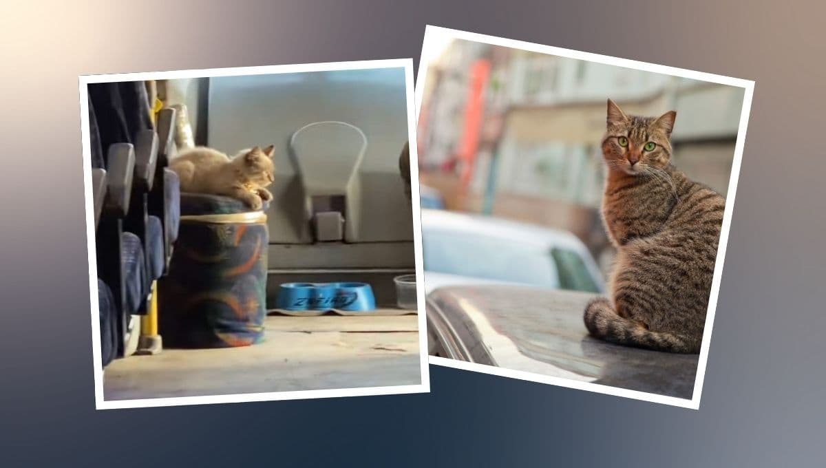 Gato se vuelve viral por ser cobrador de transporte público en Puebla