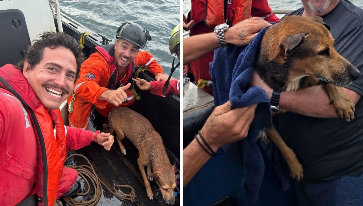 Conoce al perrito que naufragó más de seis kilómetros y al fin fue adoptado