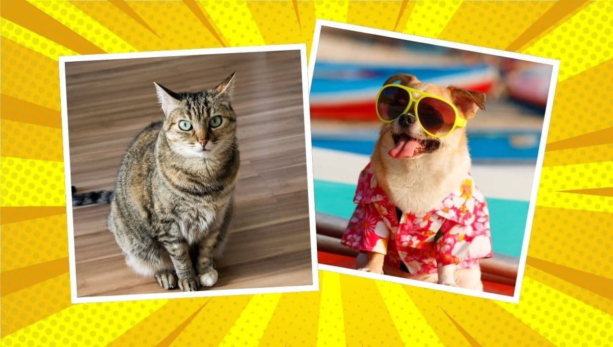 3 tips seguros para viajar con tu perro o gato de vacaciones