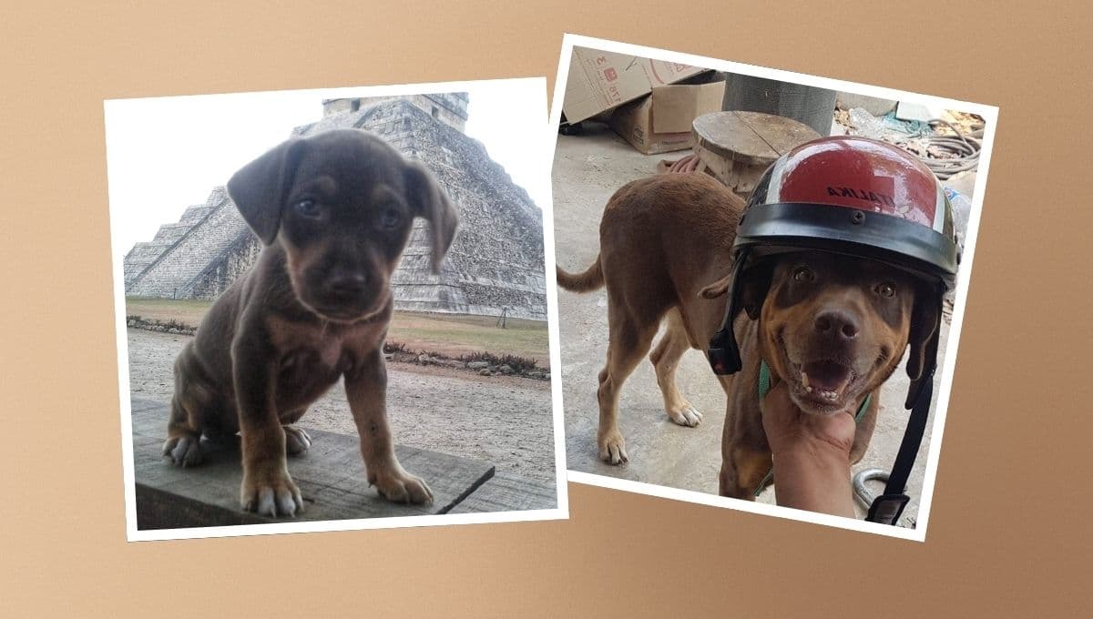 Muere Duke, el perro que fungía como guardián de los dioses en Chichén Itzá