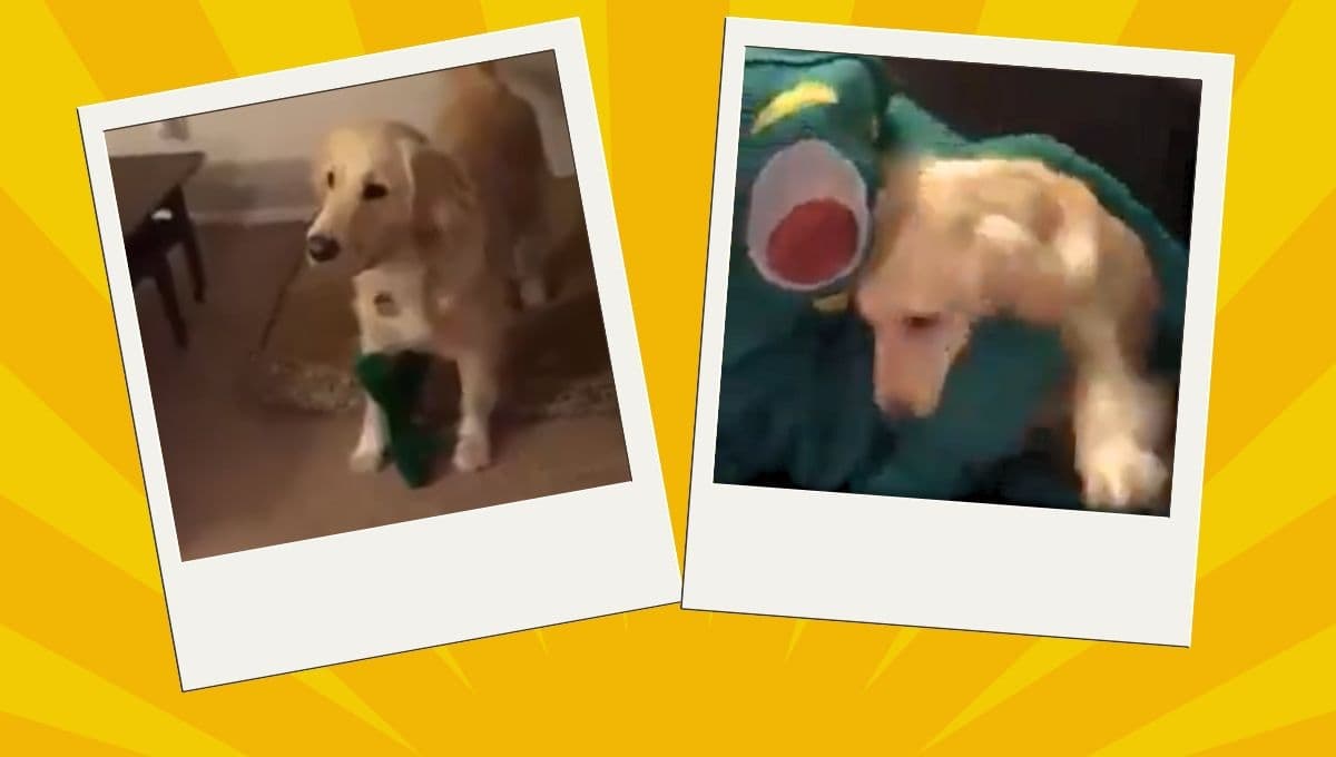 VIDEO: Hombre se disfraza del personaje favorito de su perro; la reacción del lomito se hace viral