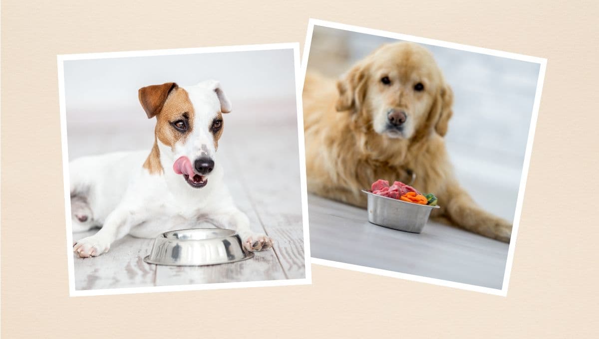Los 5 beneficios que tiene la comida húmeda para tu perro