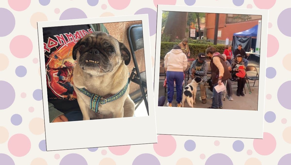 Campaña de esterilización gratis: Lista de lugares gratis en CDMX