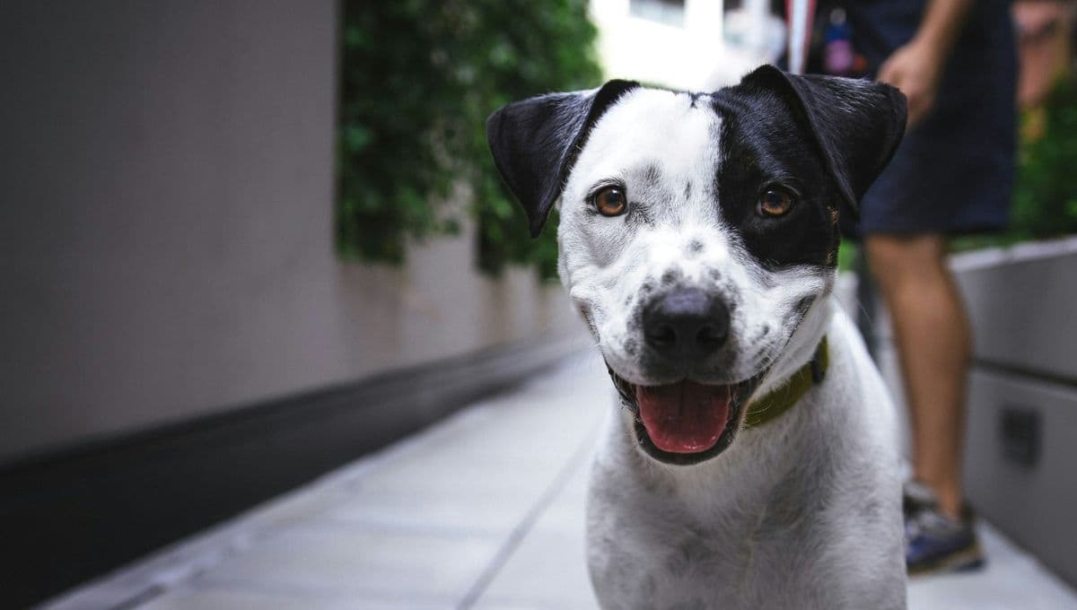 Los 5 tips para ejercitar a tu mascota en casa y no salir a la calle