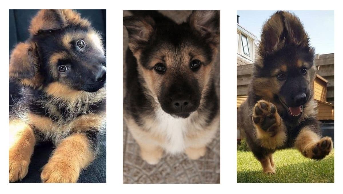 5 FOTOS de perritos pastor alemán chiquitos y adorables