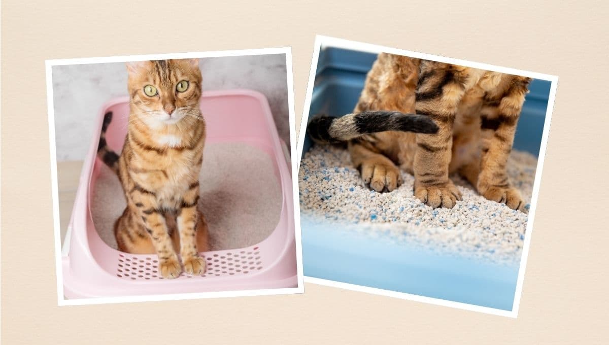 La mejor arena para tu gato, según sus necesidades