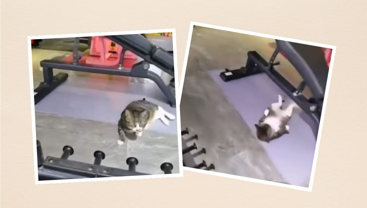 Gato fitness se vuelve viral por sus rutinas de ejercicio en TikTok