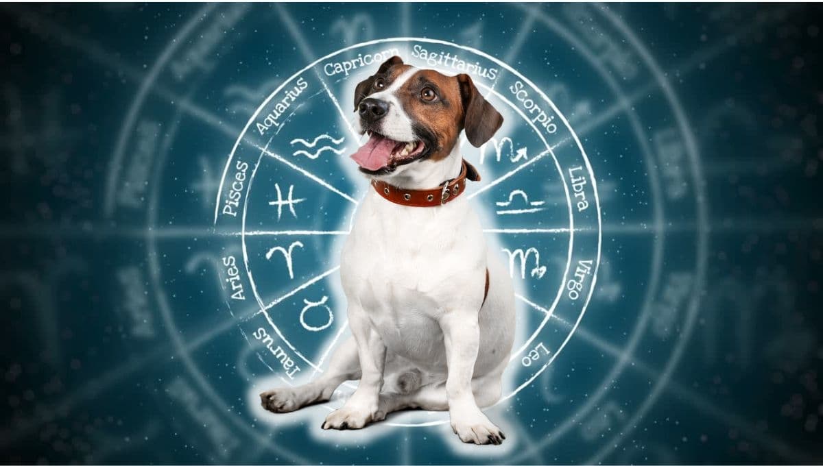Horóscopo de tu perro: Las predicciones para tu mascota hoy martes 30 de julio