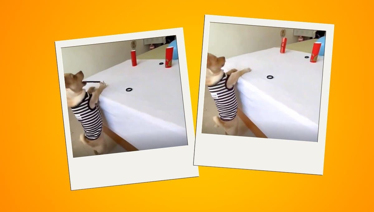 VIDEO: Perrito demuestra ser el mejor tirador con arco y se vuelve viral