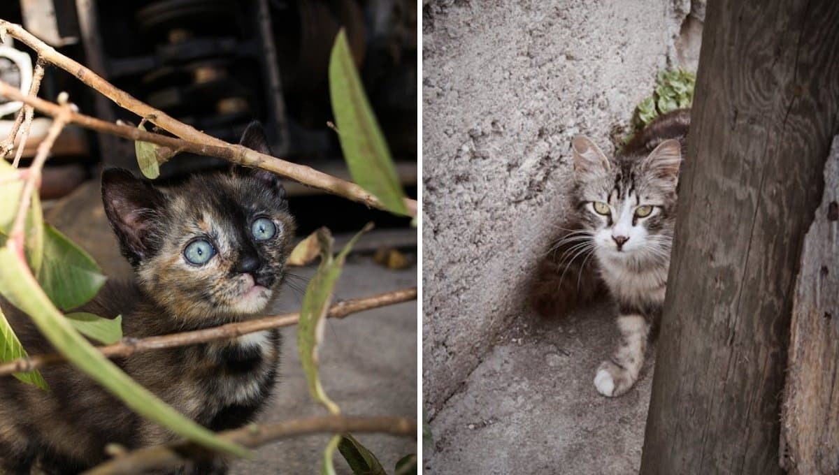 Las 3 cosas que hace un gato cuando está perdido: así lo puedes ayudar