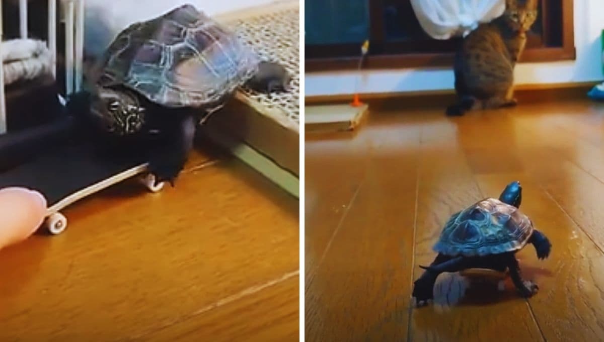 La tortuga skate sí existe y así demuestra sus grandes habilidades