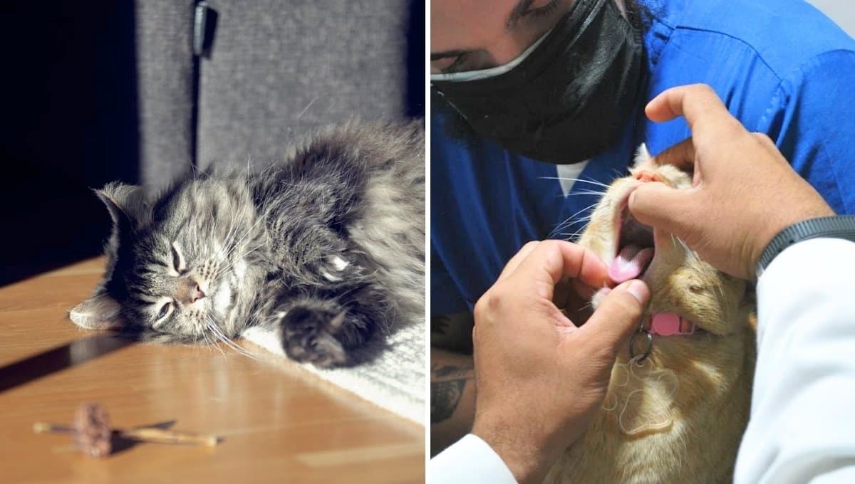 3 alimentos que debes evitar darle a tu gato, según especialistas