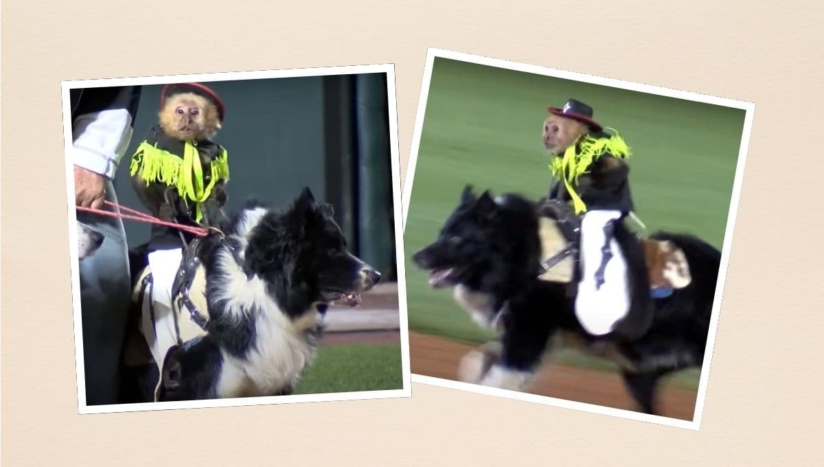 VIDEO: Mono monta a perro en una espectacular exhibición de rodeo