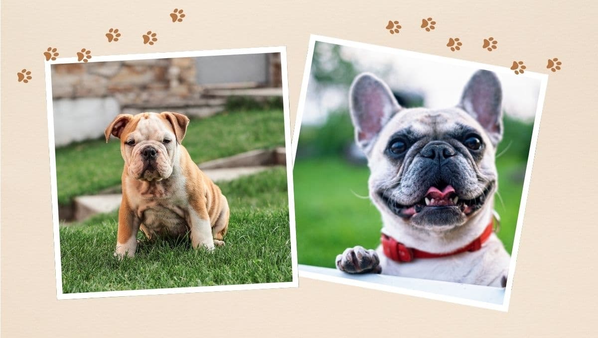 ¿Cuál es la raza de perro que peor tolera el calor?