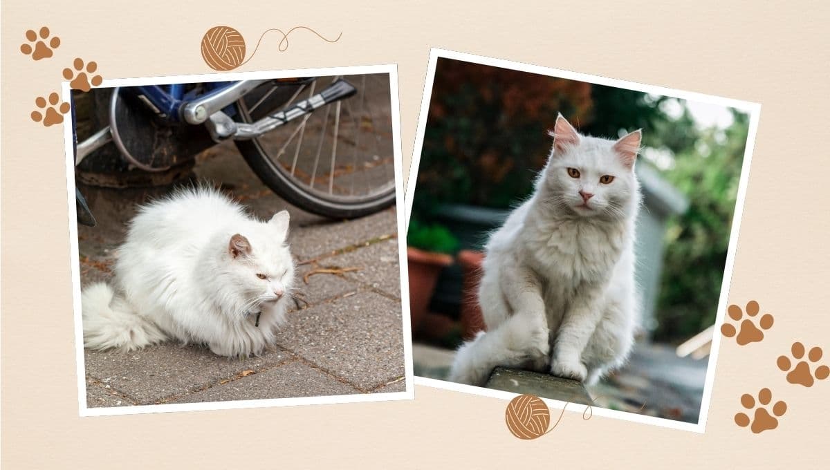 3 cosas que debes saber antes de adoptar un gato de la calle