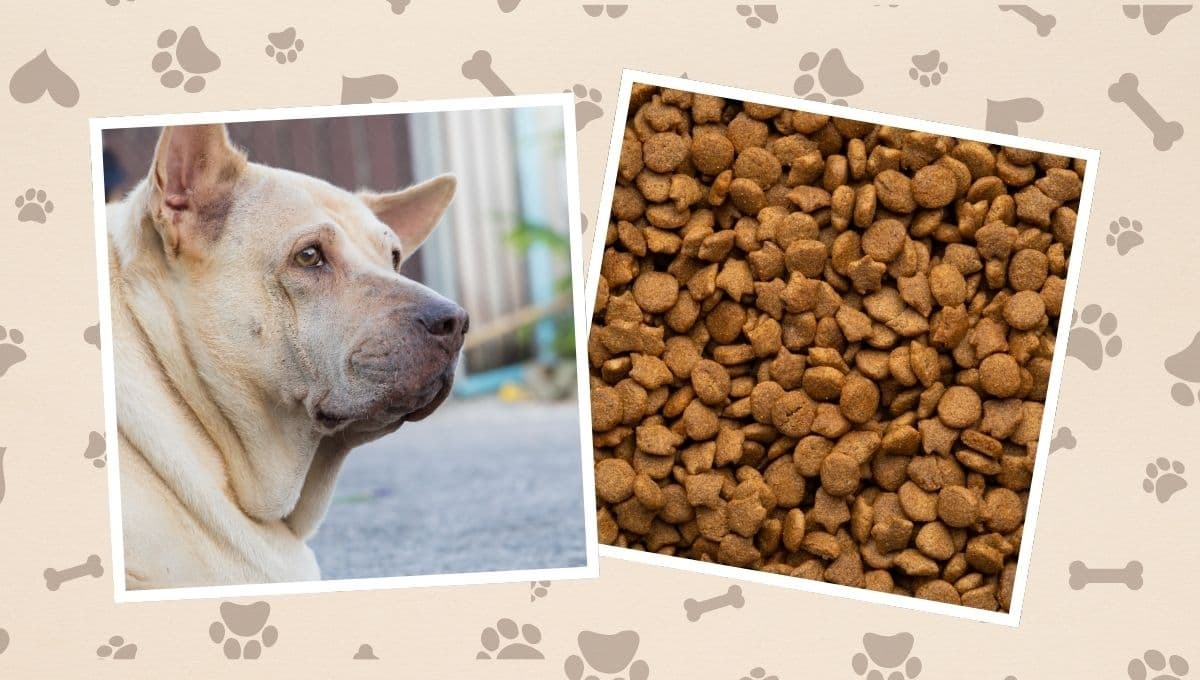 Detienen y encarcelan a mujer por sobrealimentar a su perro; murió