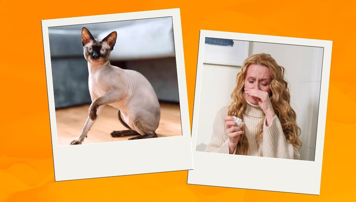 ¿Por qué los gatos sin pelos dan más alergia que los que tienen?