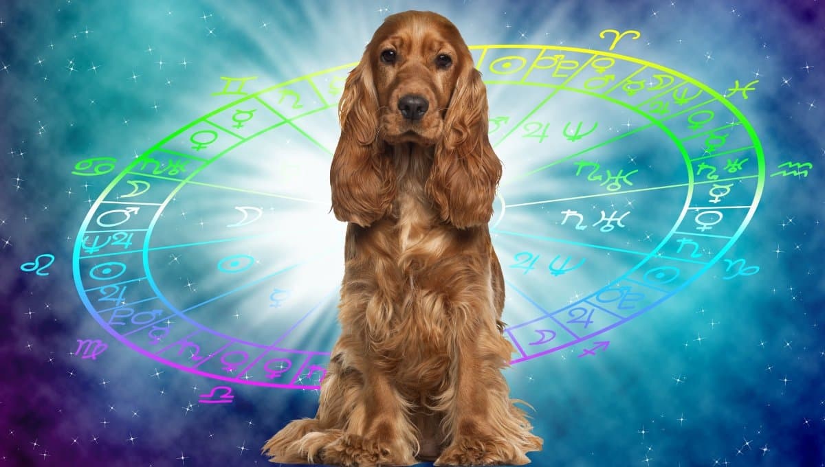 Horóscopo de tu perro: Las predicciones para tu mascota hoy miércoles 31 de julio