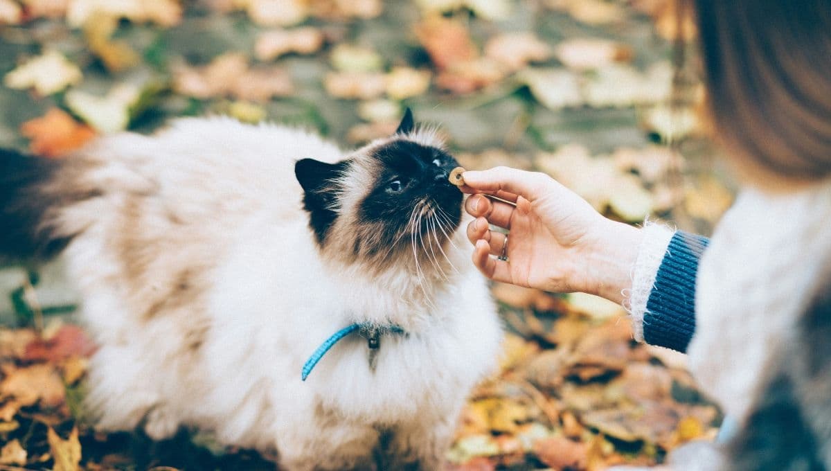 Los mejores premios para gato que puedes comprar en Amazon en 69 pesos