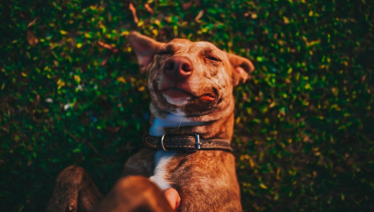 ¿Es bueno o malo hacer una videollamada con tu perro?