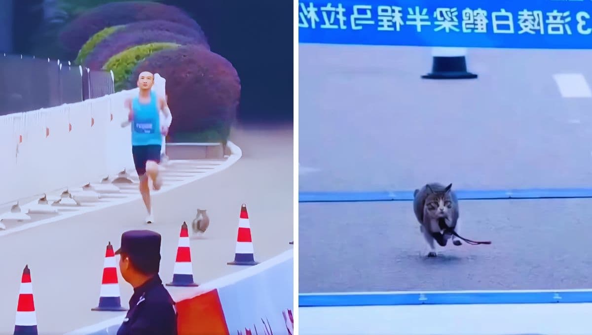 VIDEO: Gato se mete a competencia de atletismo y gana el primer lugar