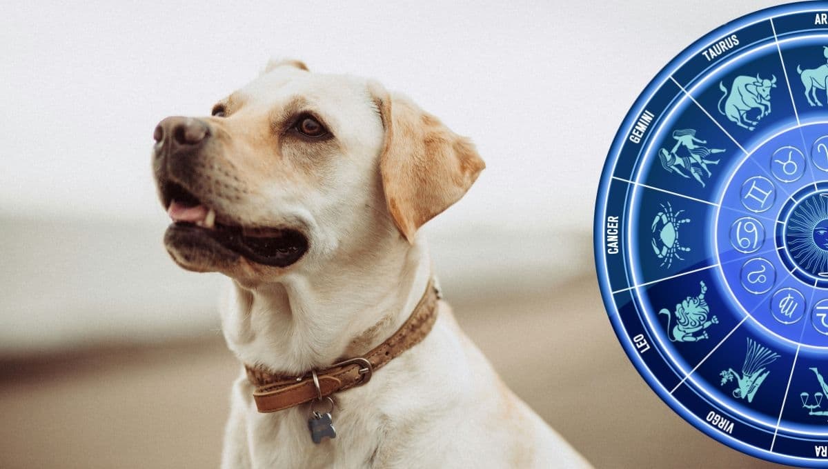 ¿Cuál es tu mascota ideal, según tu signo del zodiaco?