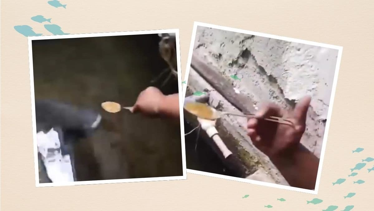 VIDEO: Pez toma sopa con cuchara y se hace viral