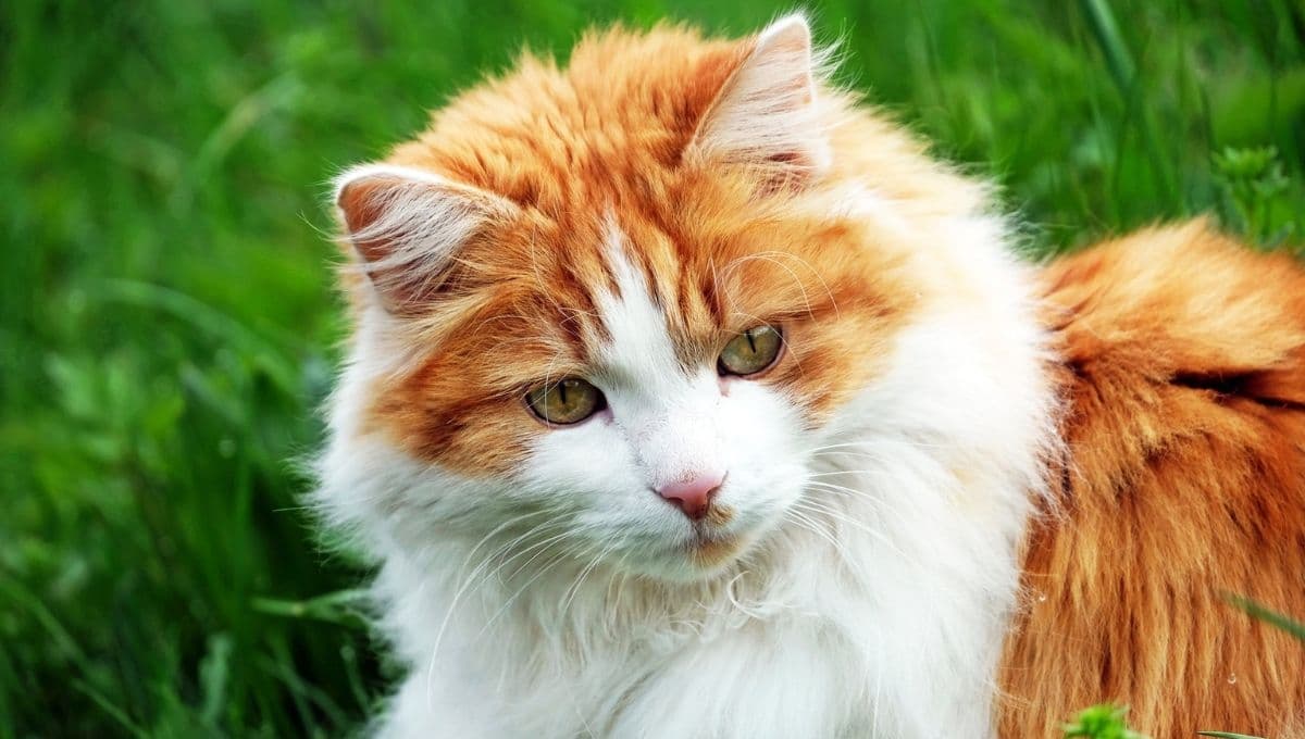 ¿Por qué tu gato te lleva un ratón como premio?
