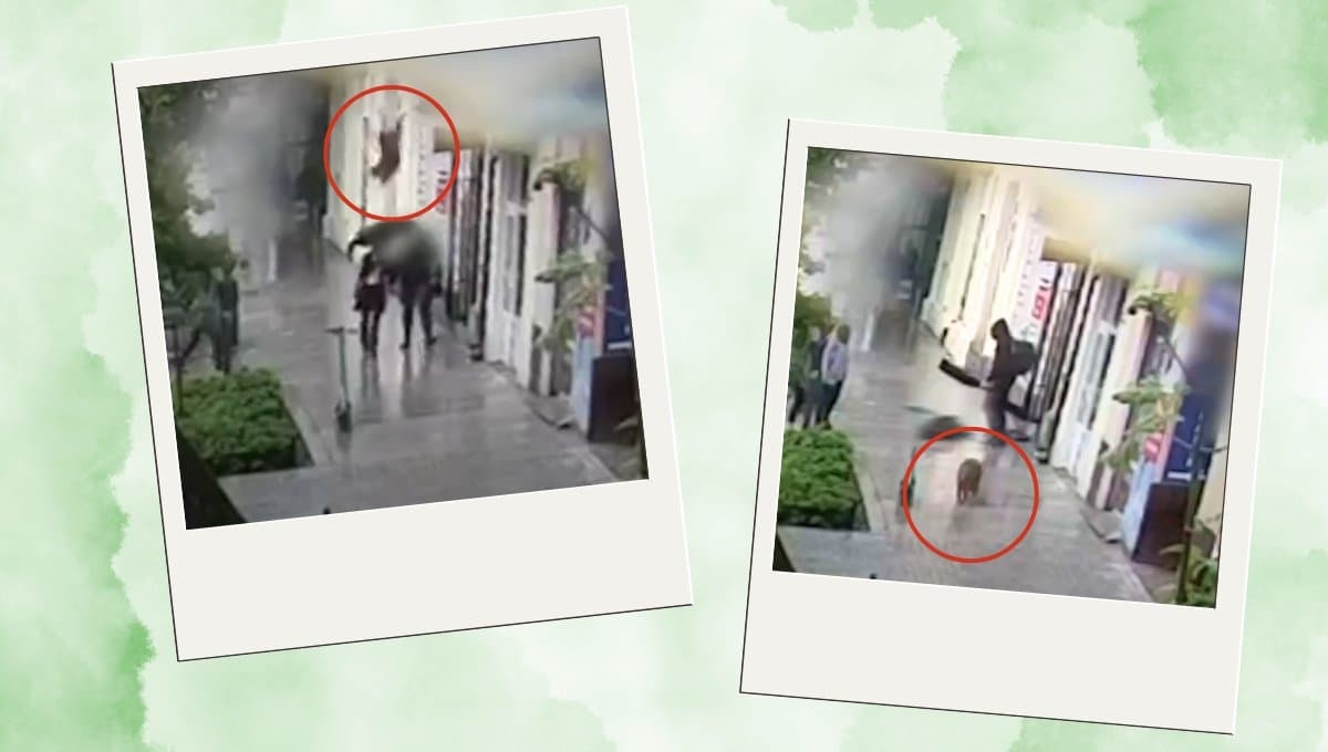 VIDEO: Perro aplasta a mujer tras lanzar de edificio durante tormenta