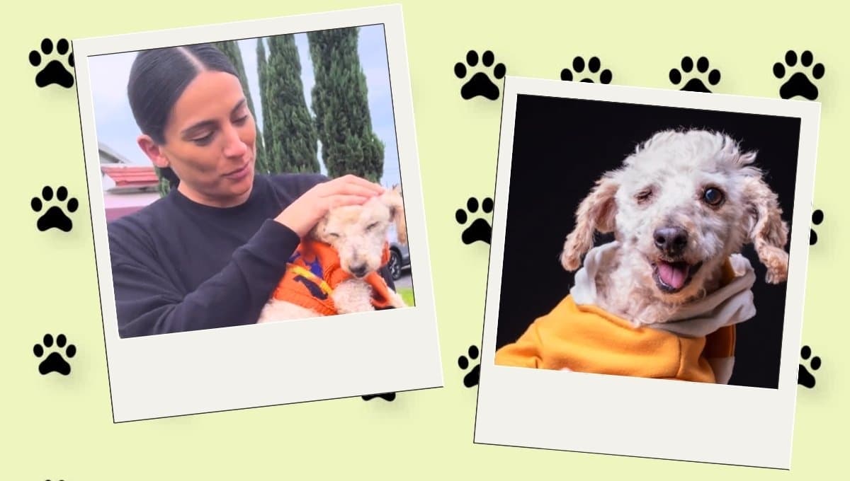Ana Brenda Contreras comparte emotivo VIDEO de refugio de perritos