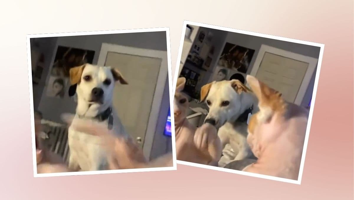 Perro tiene reacción viral al ver a gatos peleándose: VIDEO
