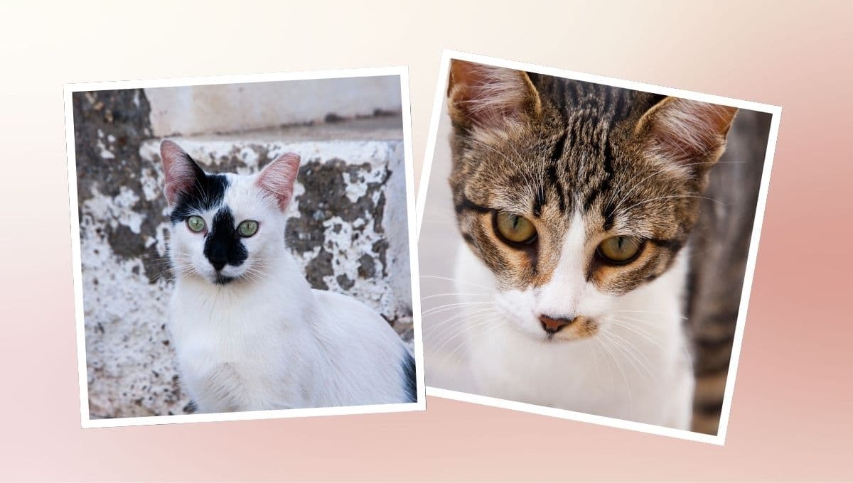 10 nombres para gatos pintos hermosos y originales