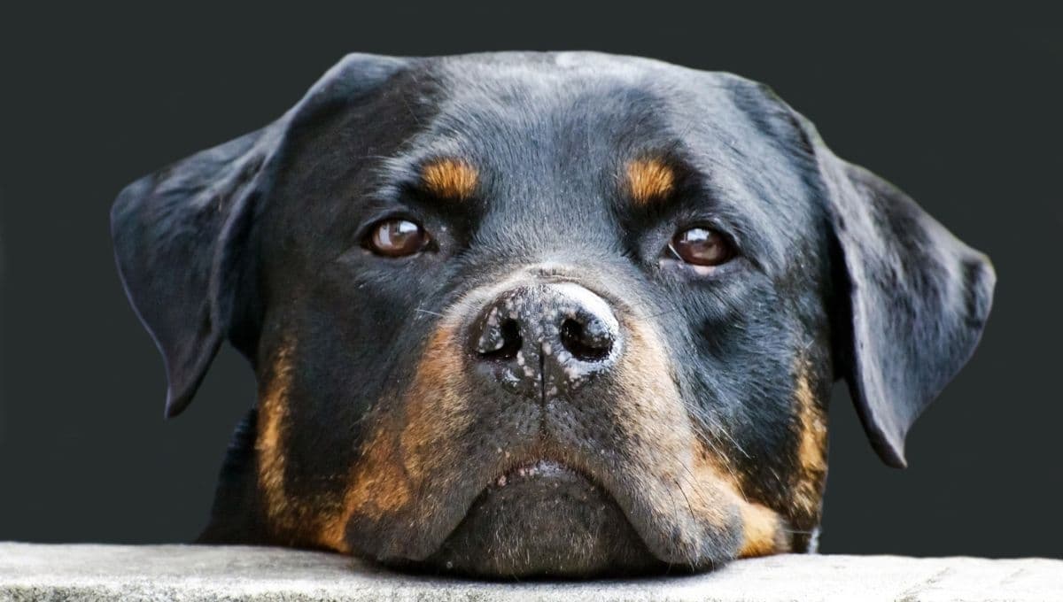 ¿A cuántos años humano equivale uno de un perro?