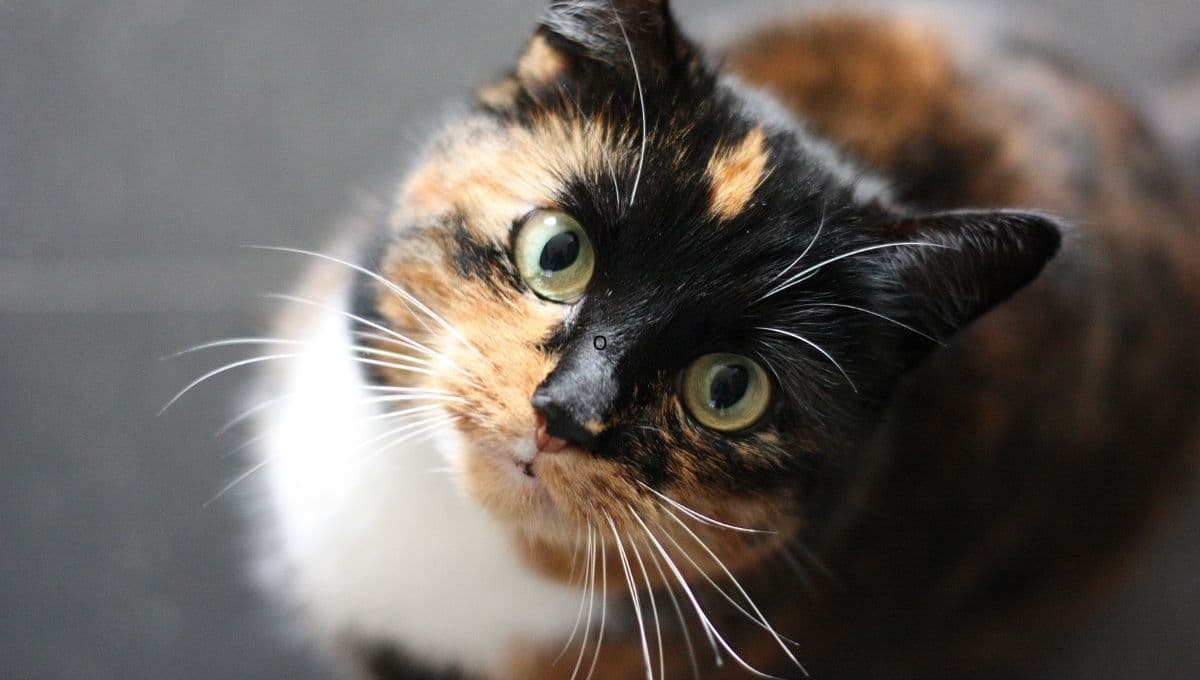 Este es el tiempo que tarda un gato a olvidar a su dueño
