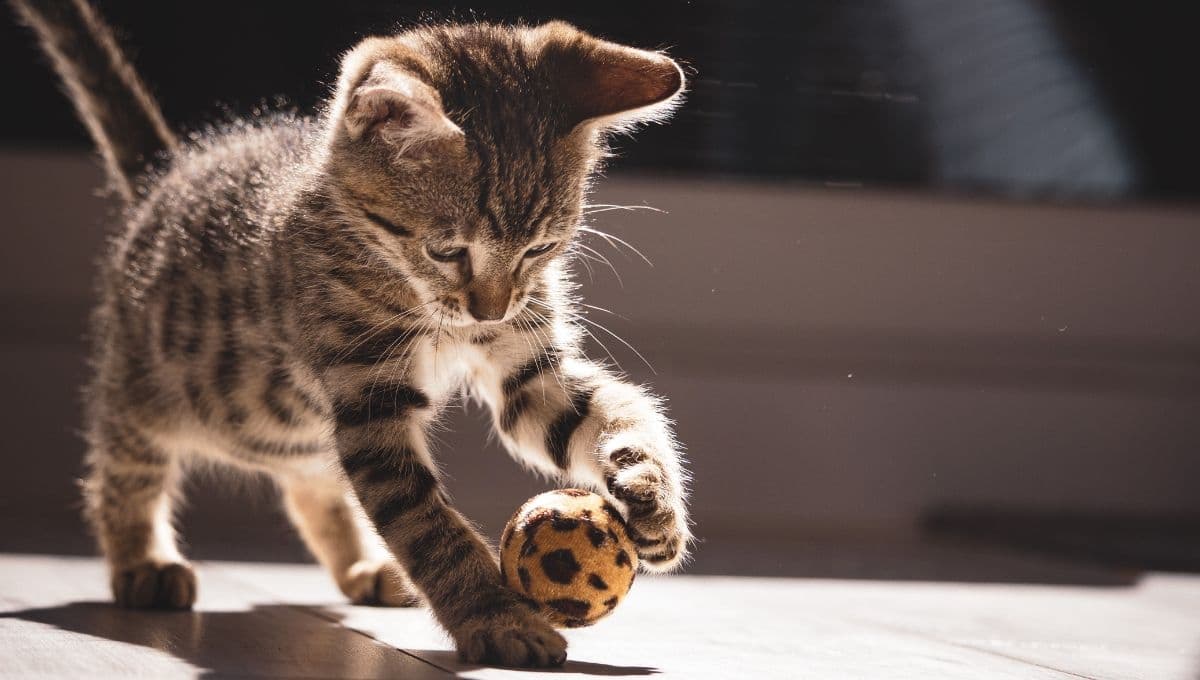 3 ideas fáciles para hacer juguetes para gato