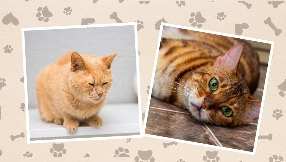 ¿Por qué que mi gato está afónica y no maúlla?