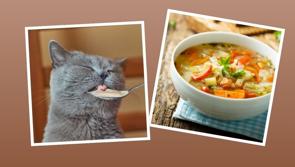 Sopa de pollo para gato: Receta para prepararla