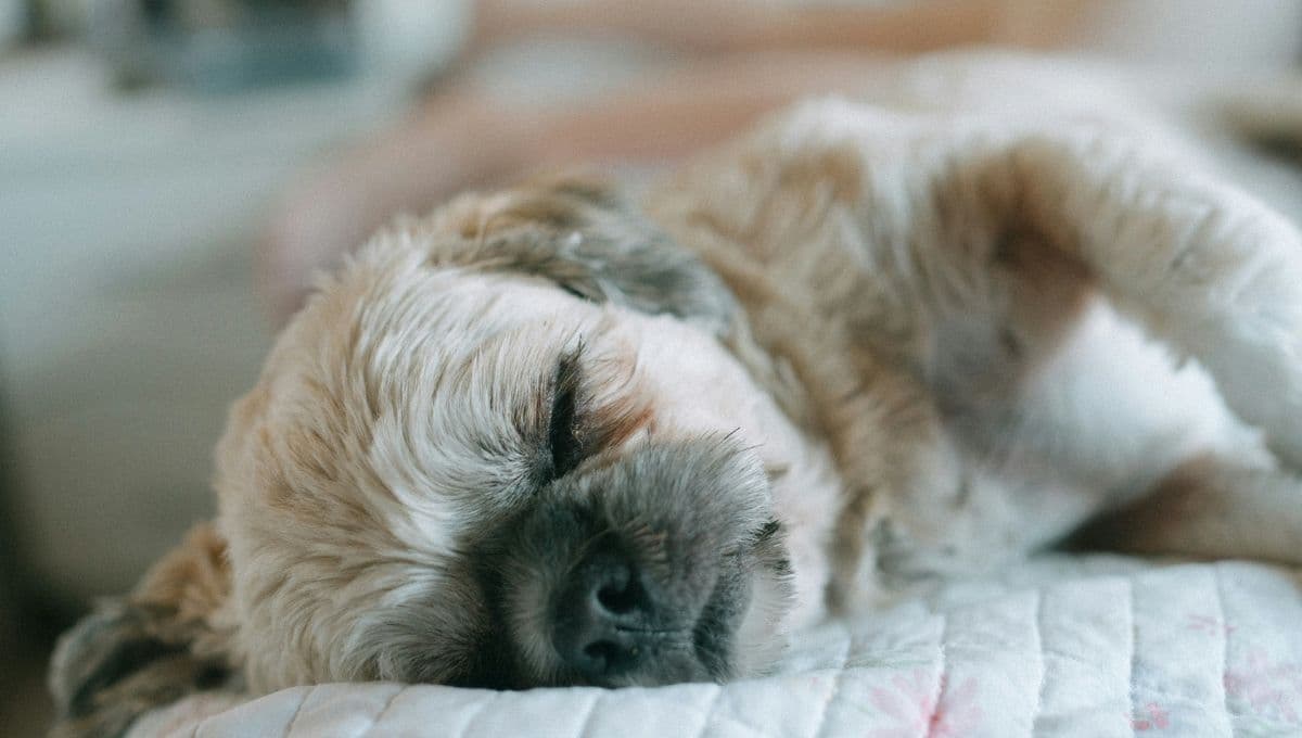 ¿Qué hacer si mi perro no se quiere despertar?