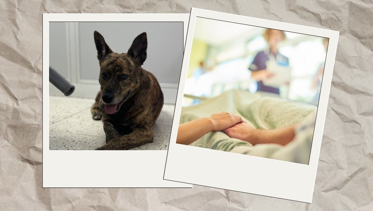 Conoce al perro que cuida a su dueño en el hospital